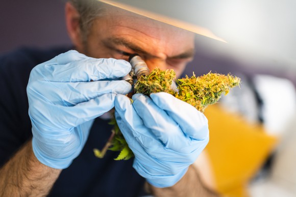 Person examining marijuana bud with a loupe. 