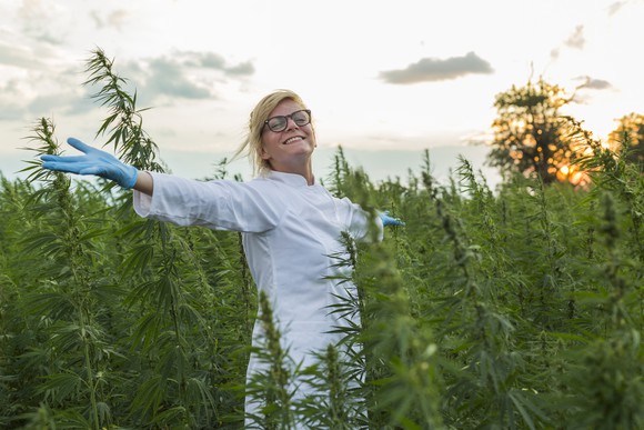 Woman in marijuana field with arms spread wide open
