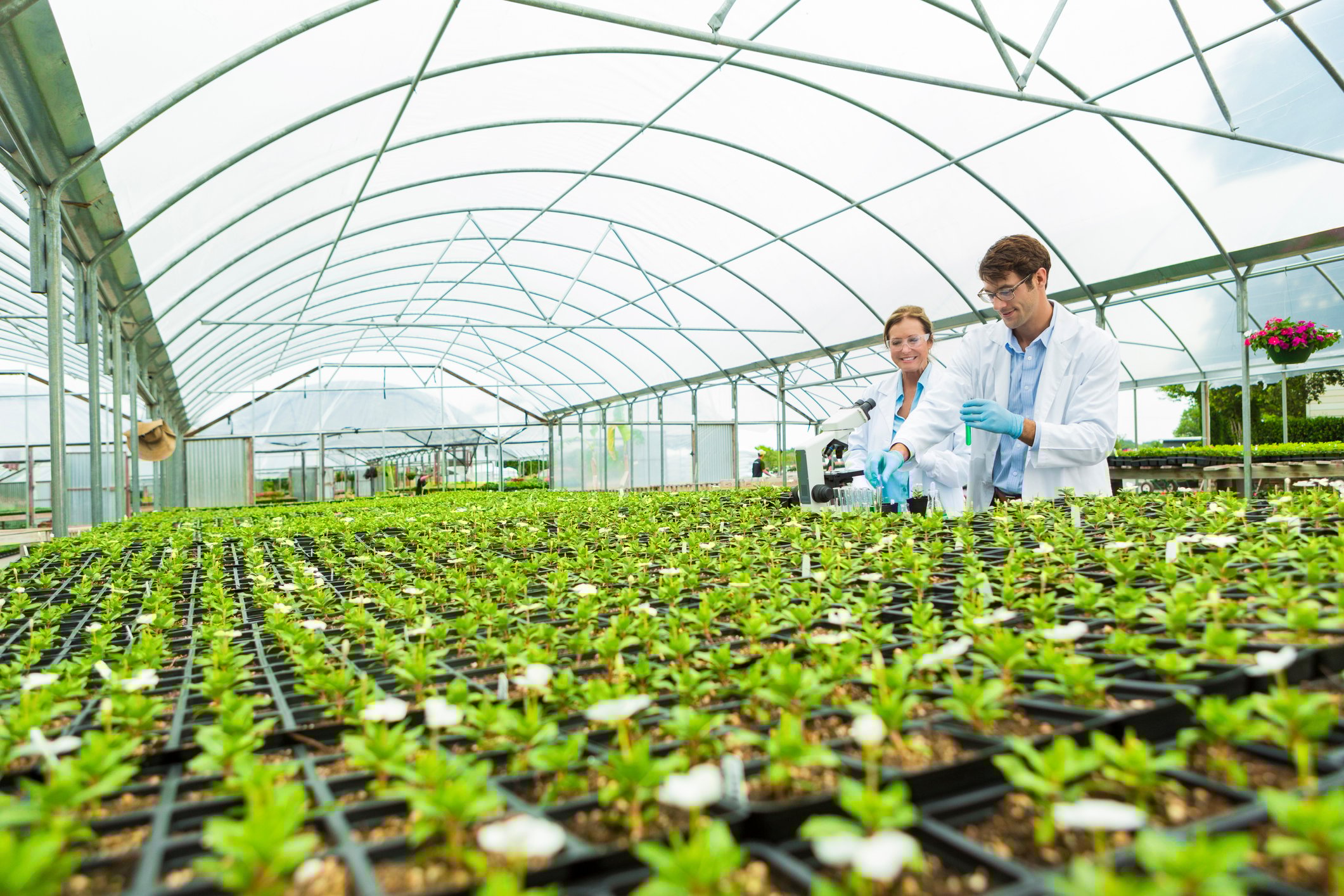 Two scientists working in a greenhouse.
