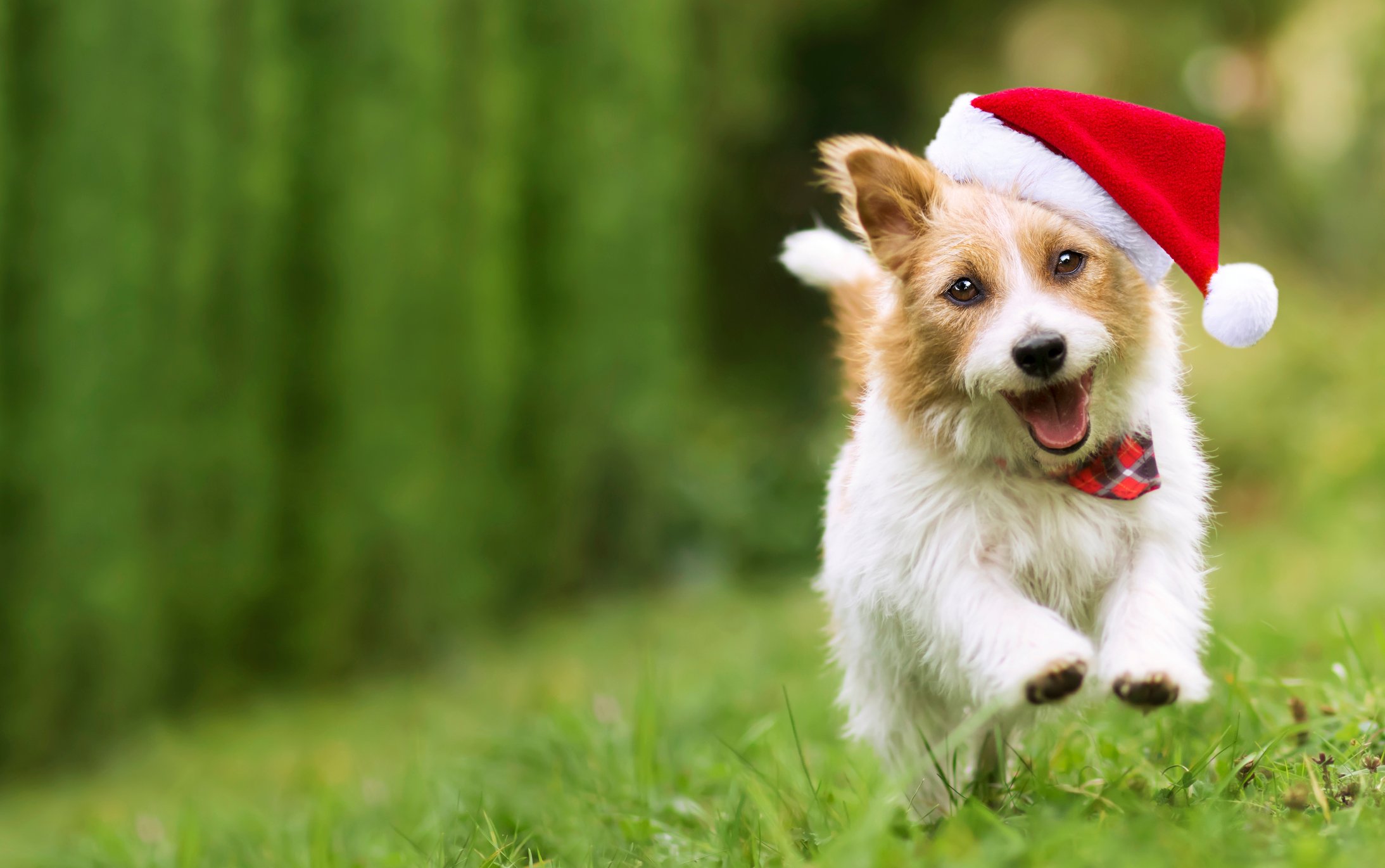 A dog wearing a Santa hat and running.