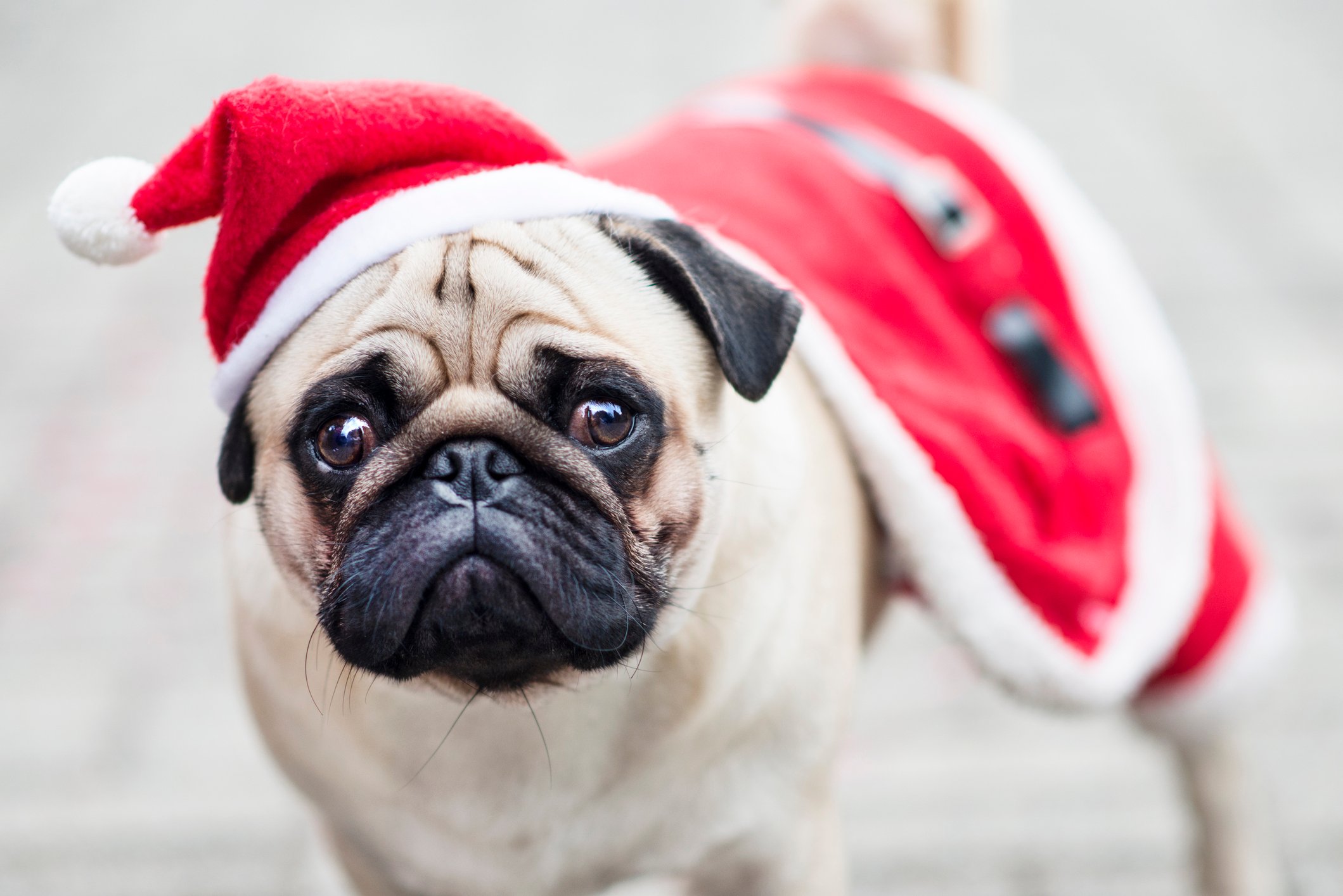 A dog wearing a holiday costume.