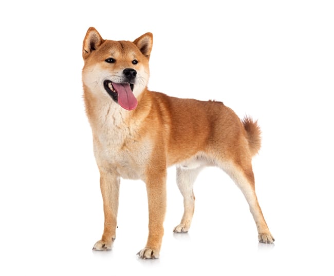 Shiba Inu dog with tongue out.
