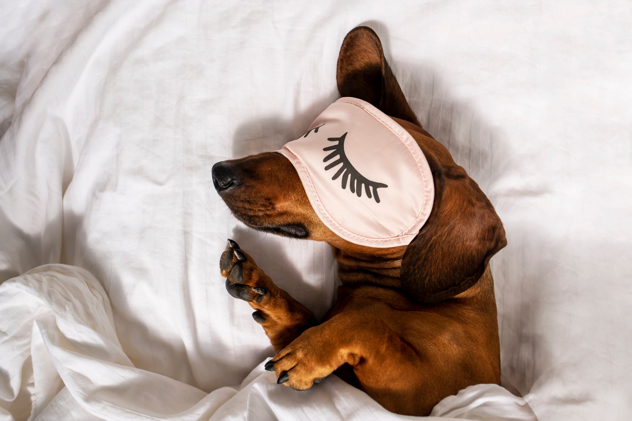 Dachshund sleeping on a bed with an eye mask.