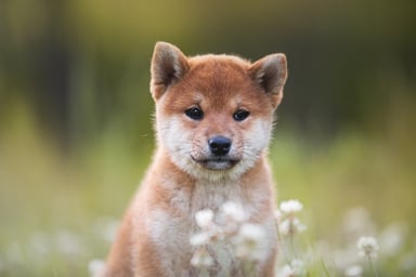 shiba inu