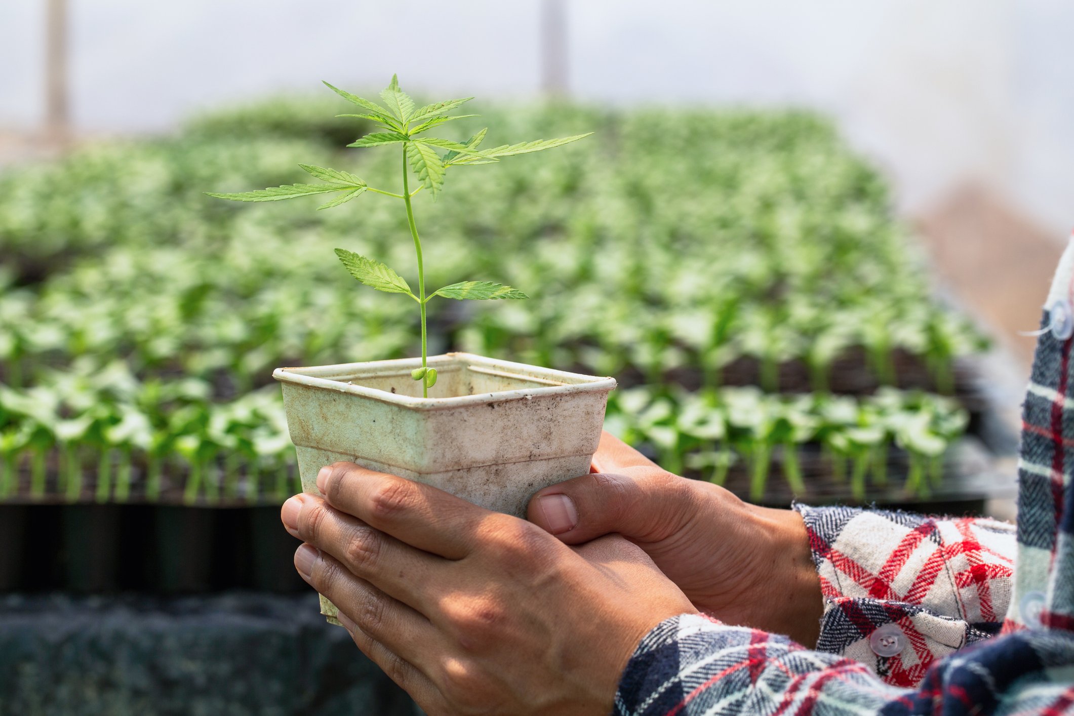 A person holding a hemp seedling in a greenhouse.