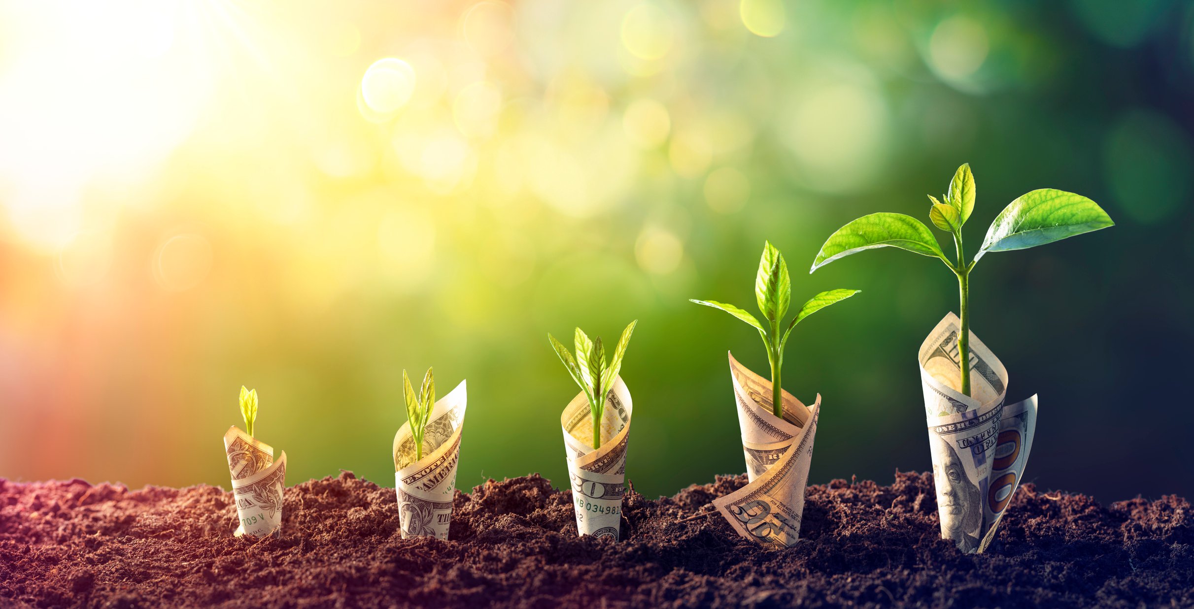 seedlings