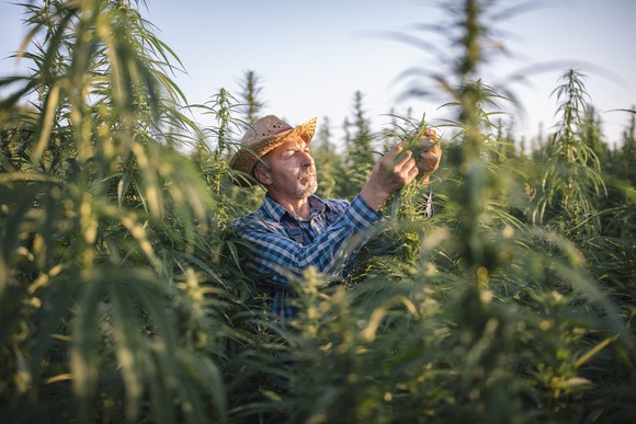 Farmer checking marijuana plants in field.