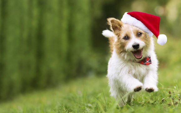 A dog running with a holiday hat  on. 