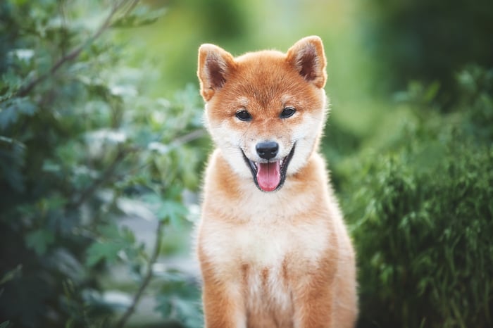 A shiba inu puppy sits outdoors against a backdrop of greenery. 