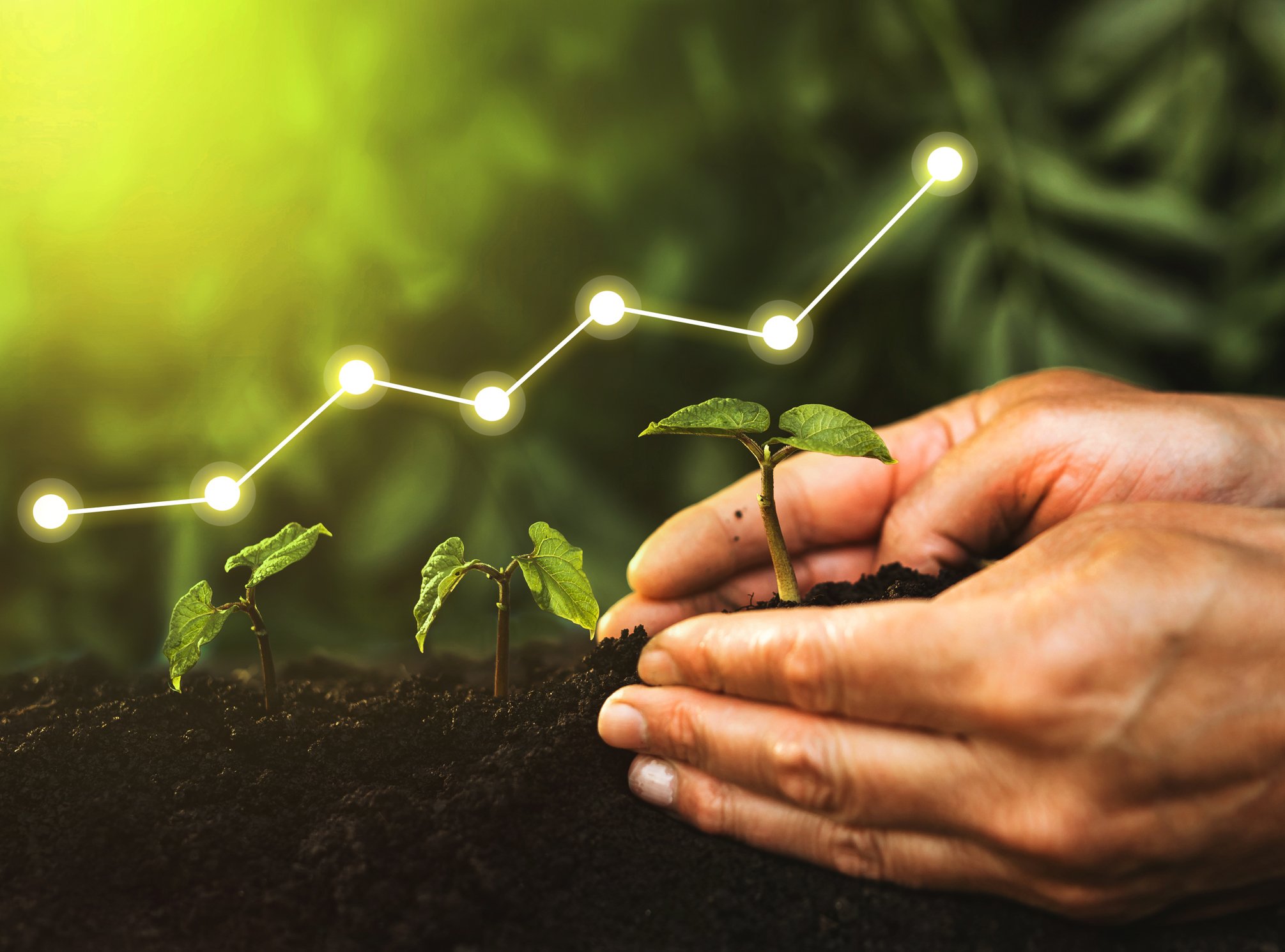 A person's hand seen planting seedlings.