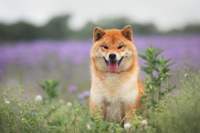 Shiba Inu dog in field.