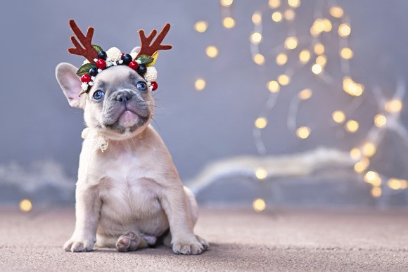 A dog wearing antlers.