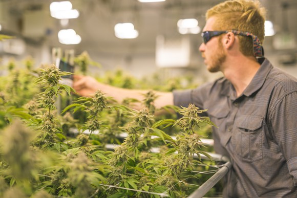 A crop of cannabis plants grow under artificial lights at an indoor facility.