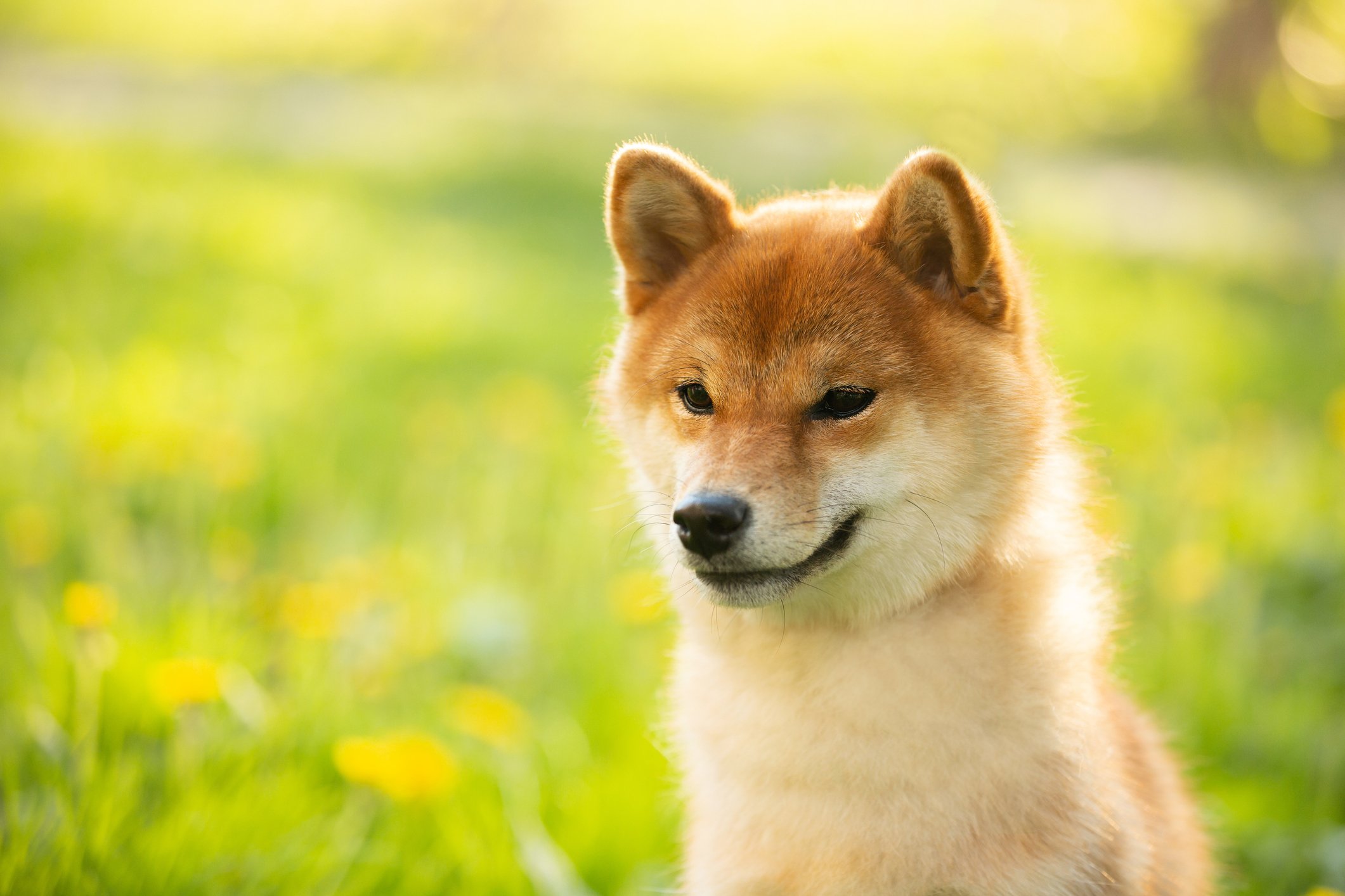 A Shiba Inu dog sits in a field of flowers.