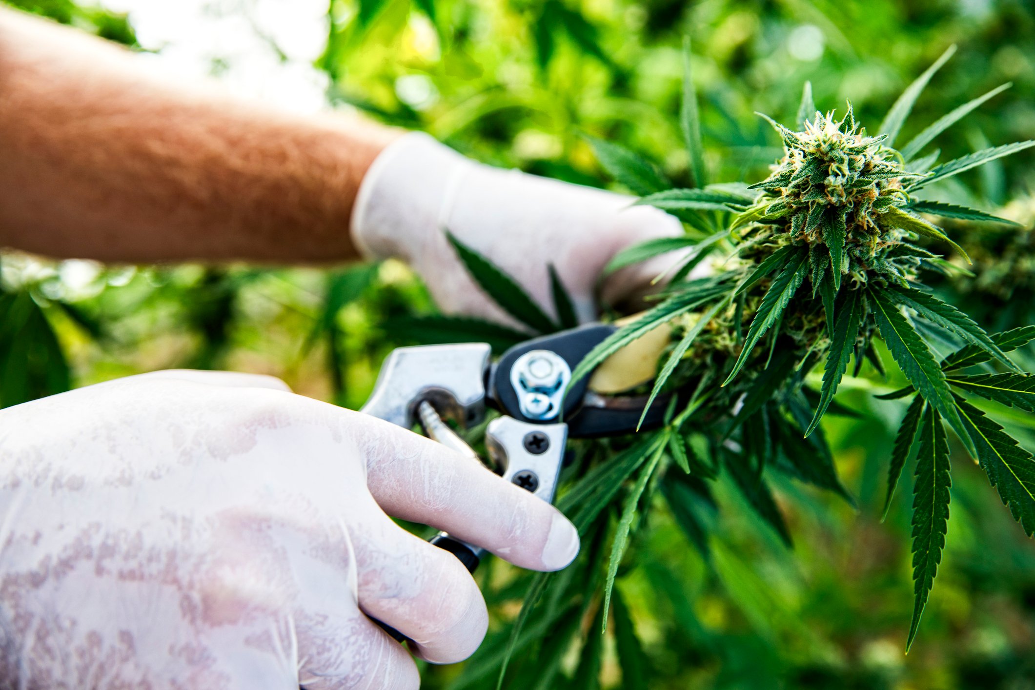 A cannabis plant being trimmed.