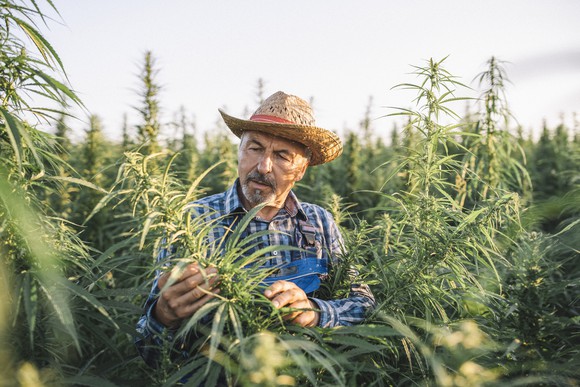 Man inspecting marijuana plants