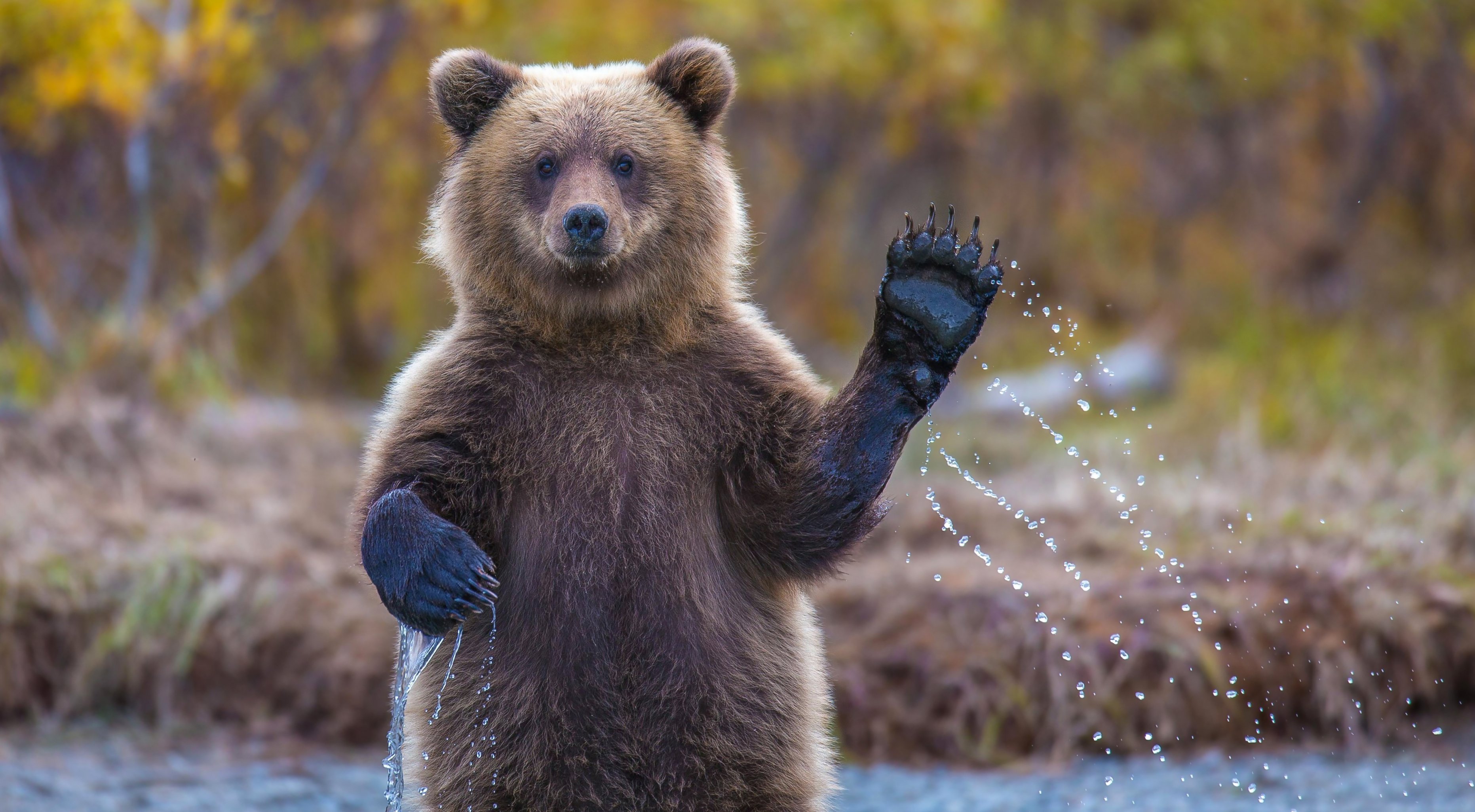 Bear standing in water and waving.