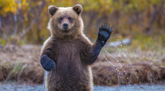 Bear standing in water and waving.