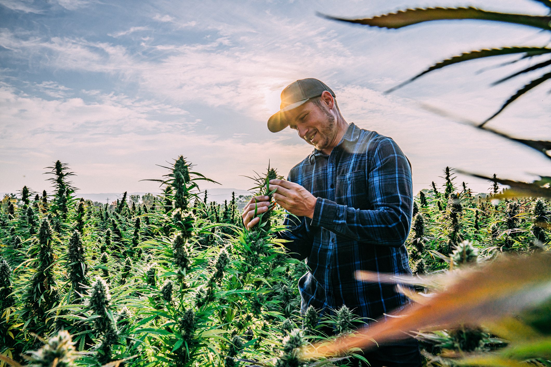 A farmer harvesting cannabis in an open field. 