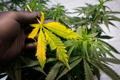 marijuana cannabis yellowing leaf plant getty