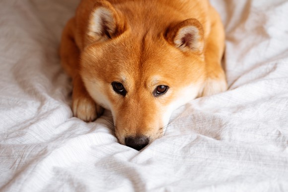 A Shiba Inu dog rests on a bed.