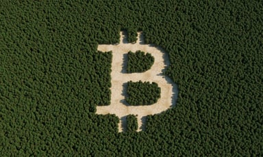 Bitcoin symbol in a forest