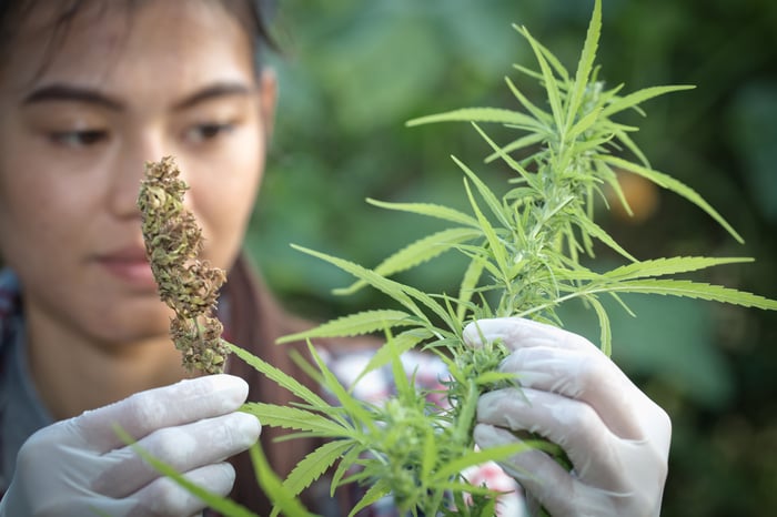 A worker examines a cannabis flower while in a field.