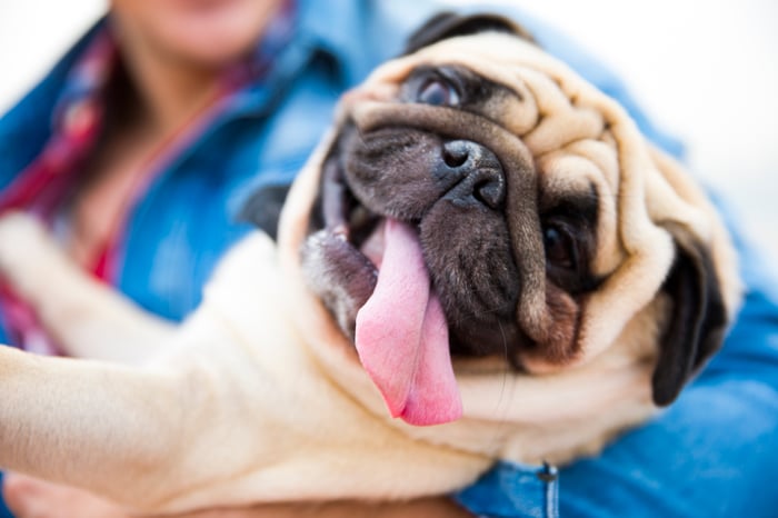 A picture of a dog with its tongue out.