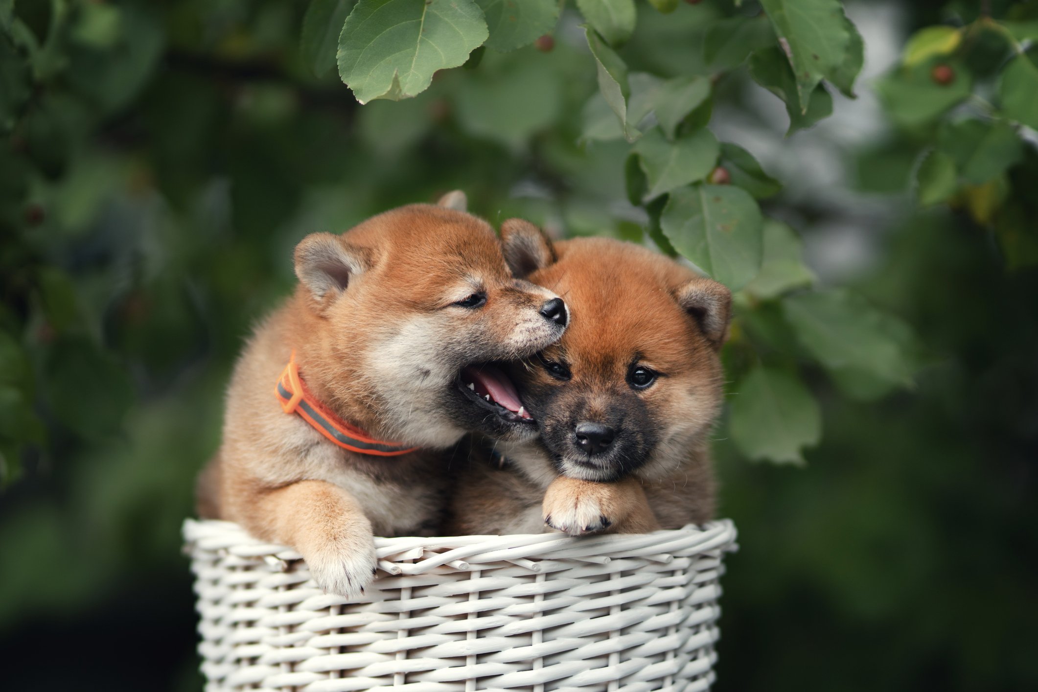 One Shiba Inu puppy playfully bites another as they sit in a basket outdoors.