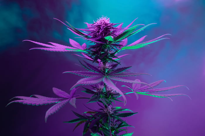 A purple cannabis plant.