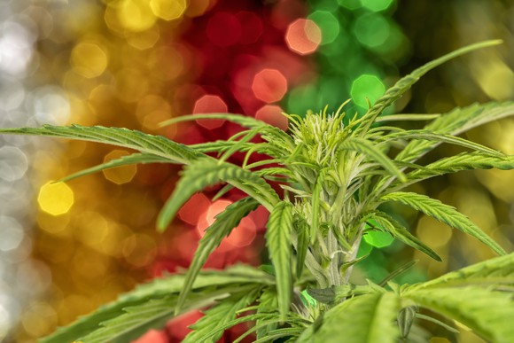 A close-up view of a cannabis plant.