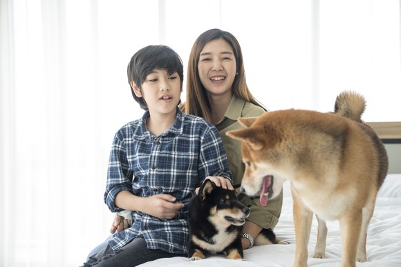Two people sit on a bed next to a Shiba Inu and another dog.