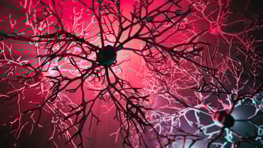 neurons