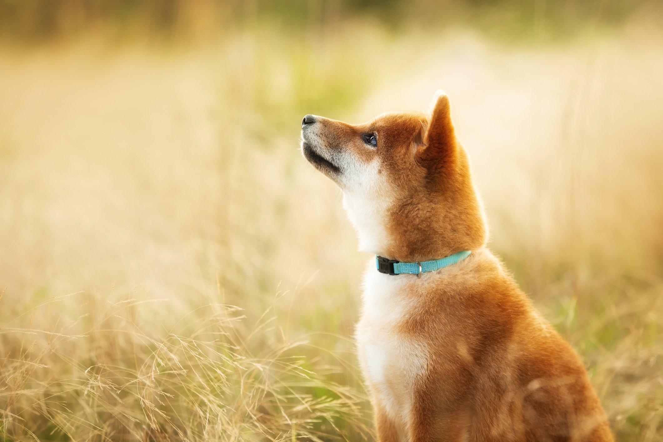 A Shiba Inu dog sits in a field and looks upward.