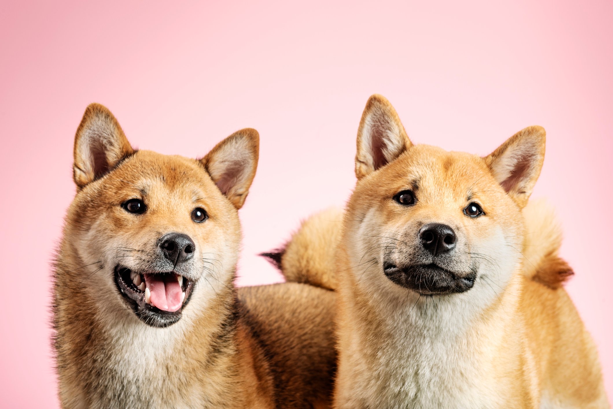 Two Shiba Inu dogs.