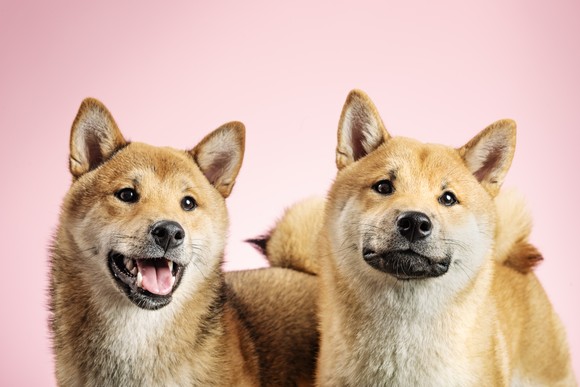 Two Shiba Inu dogs.