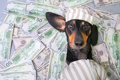 Dog sleeping under a pile of cash.