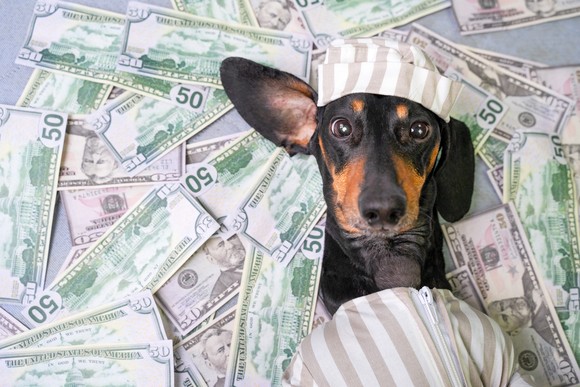 Dog sleeping on a pile of cash.