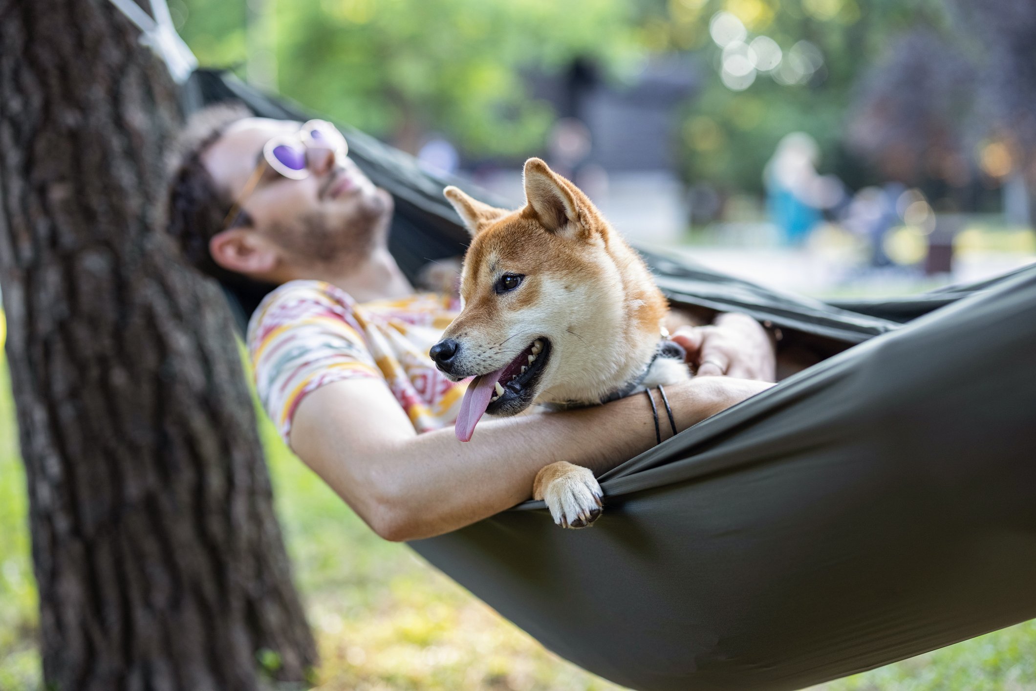 A person relaxes in a hammock in a park with a Shiba Inu dog.