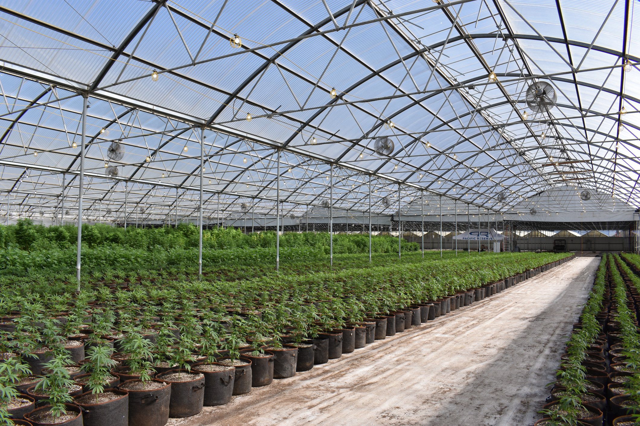 Cannabis growing in a greenhouse.