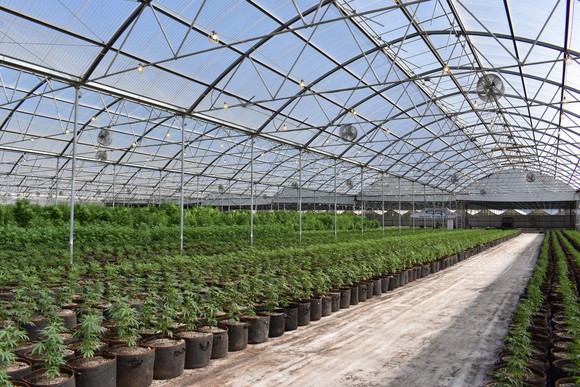 Cannabis growing in a greenhouse.