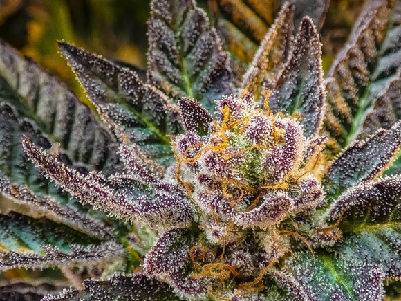 A flowering marijuana plant with purple trichomes.