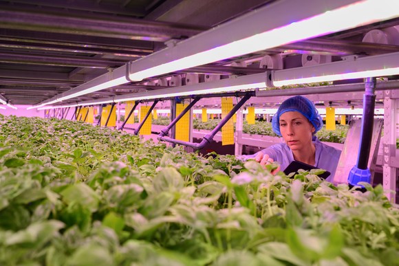 A worker in protective gear holding a digital tablet and examining herb plants on a rack in growing chamber.