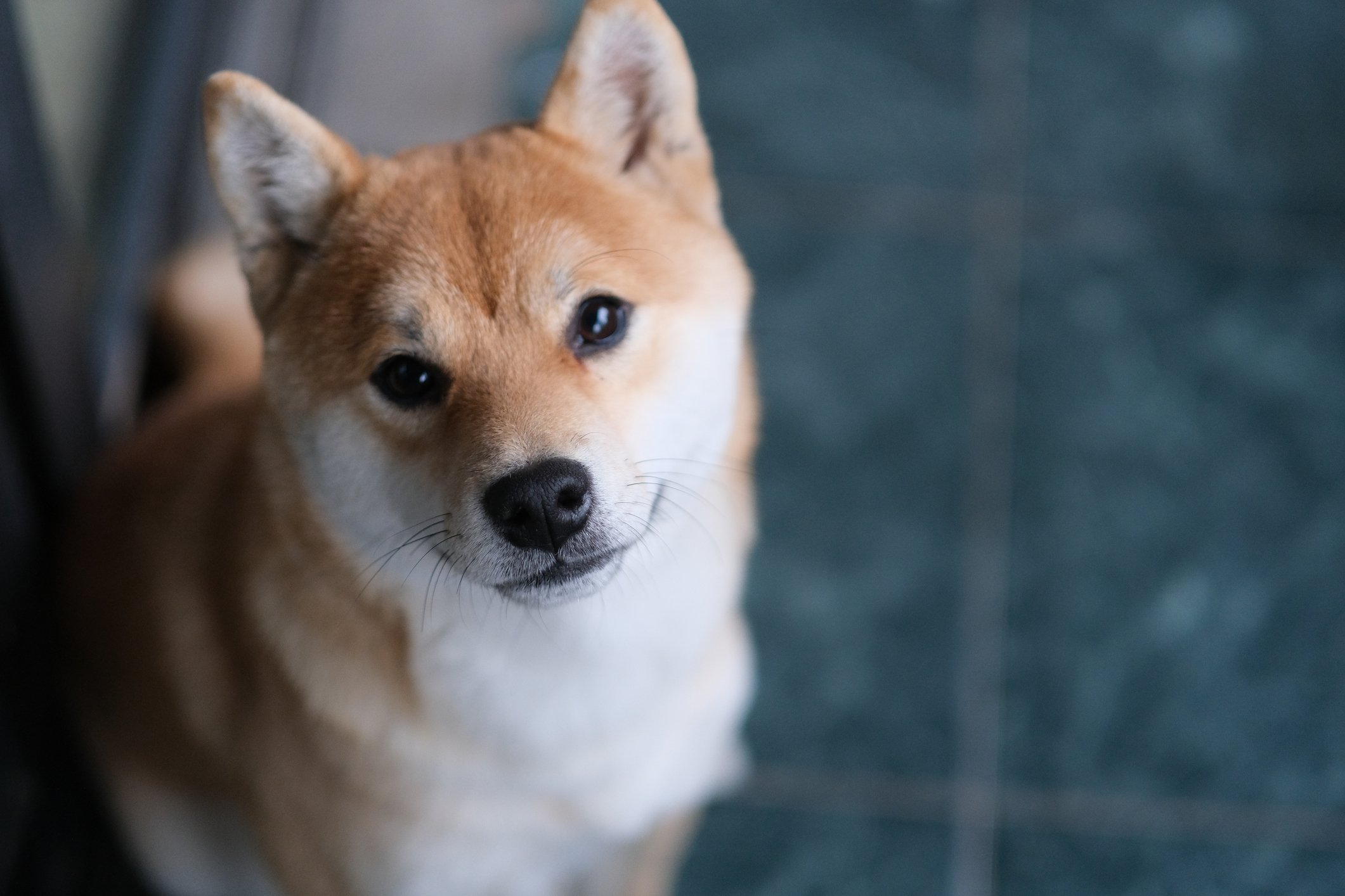 A Shiba Inu dog standing on a tile floor looks up.
