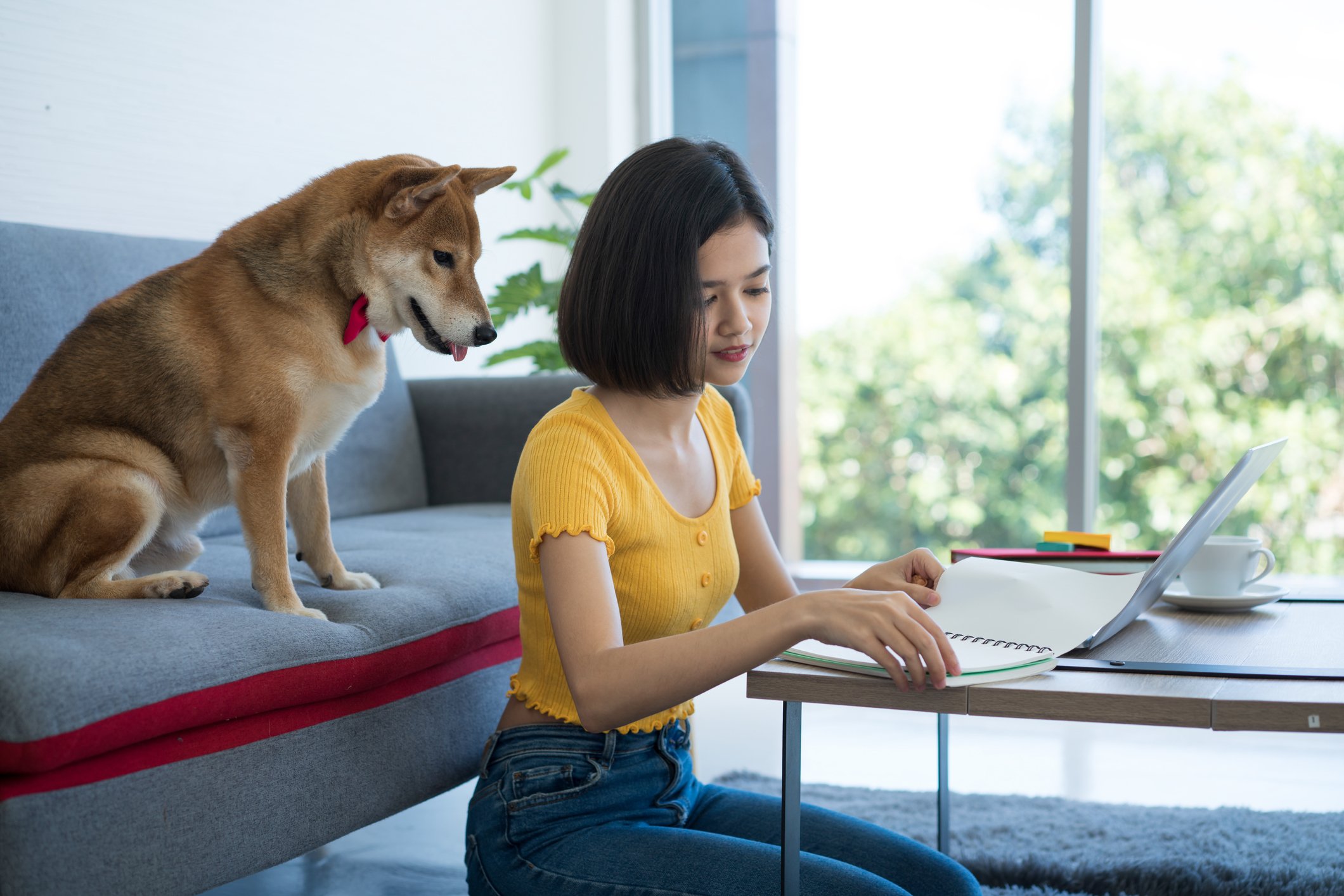 A Shiba Inu and a person looking at a computer.