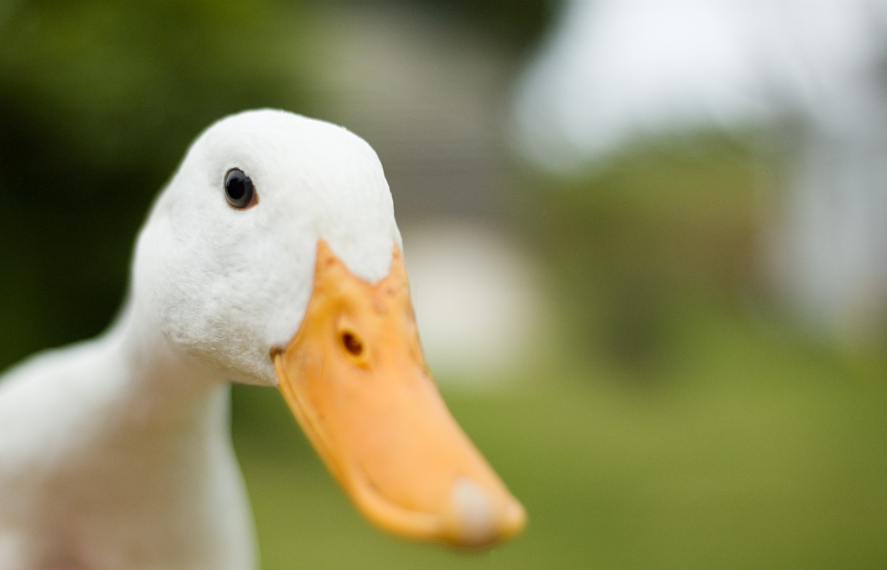 A white duck.