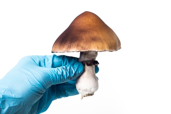 A gloved hand holds a psychedelic mushroom.