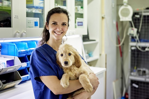 A veterinarian holds a small dog in a clinic.