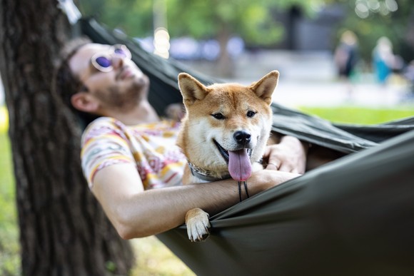 Person lying in hammock with Shiba Inu dog on lap.