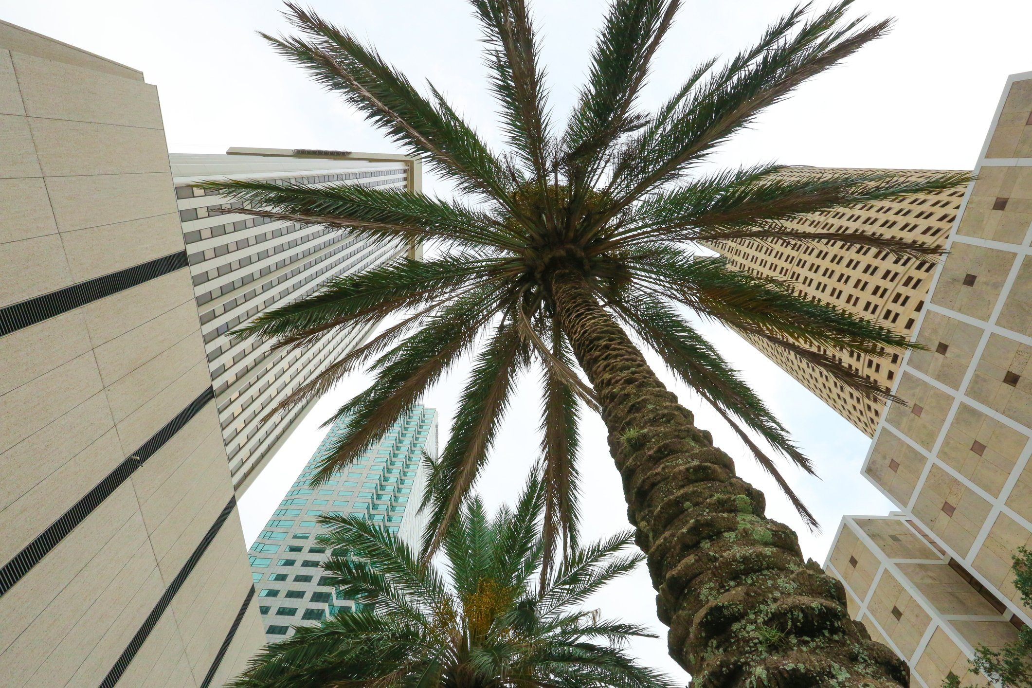 Upward view of office buildings and palm trees.